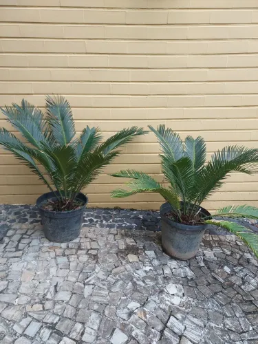 Sagu de jardim ou Cyca, grande, cada.