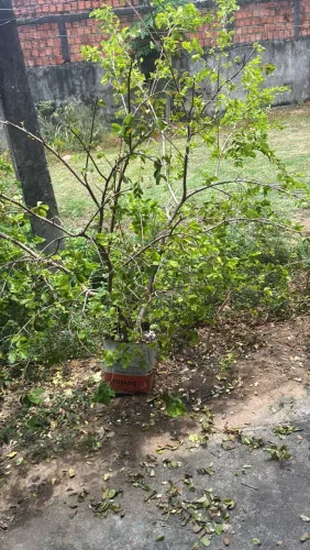 Pé de acerola