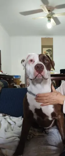Doando casa de pitbul muito carinhosos