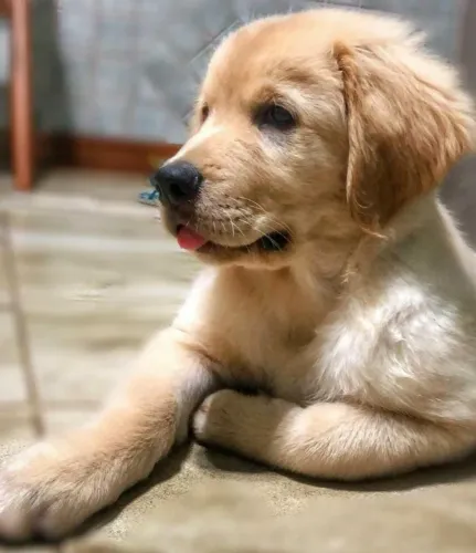 Golden retriever ideal para toda familia