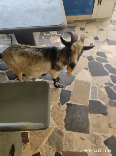 Vendo Cabras e Bodes.