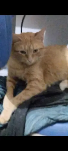 Gato 