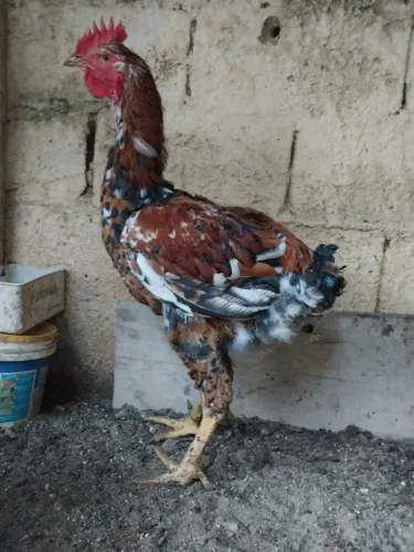 Galo GSB raça galinha sertaneja balão