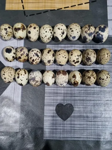 OVOS FÉRTEIS DE CODORNA JAPONICA