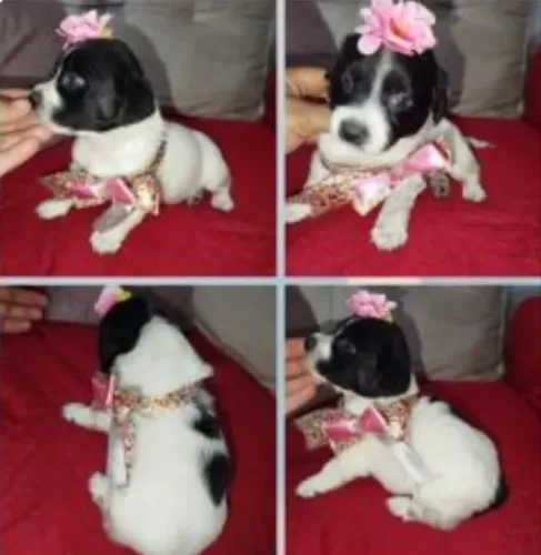 Poodle com York valor 200