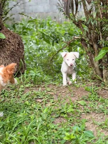 Filhote de Border Collie o filhote que surpreende com sua inteligência