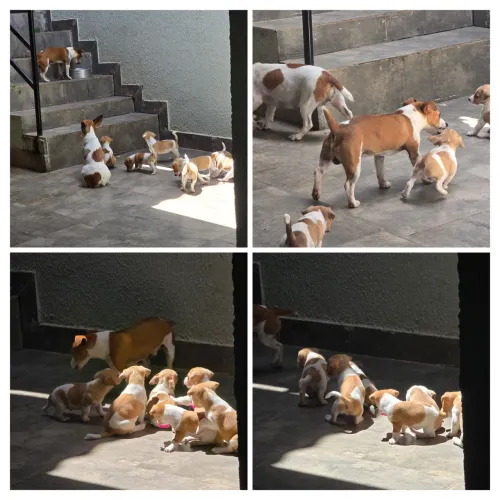 Filhotes de Jack Russell Terrier (cachorro do filme O Máscara)