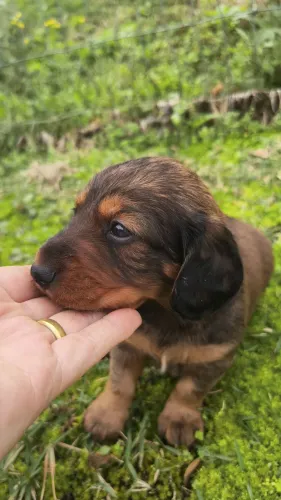 Daschund salsicha pêlos longos macho e fêmea