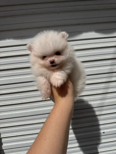 Lulu da pomerania anão minúscula 