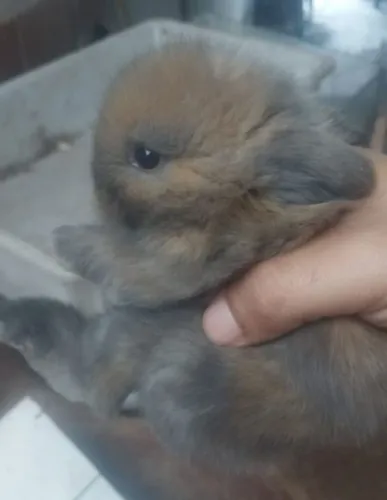 Coelho mini Lion padrão uruguaio
