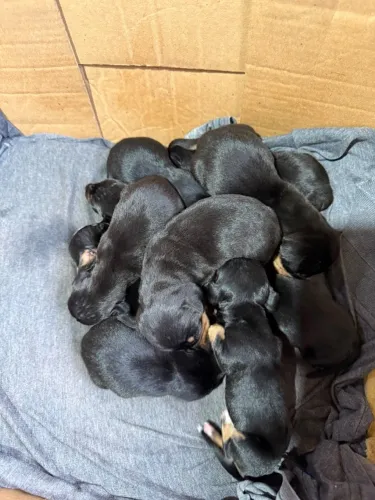 Dachshund Macho e Femea