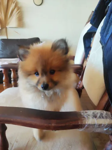 Super desconto , Spitz alemão nascido 14 de julho vermífugado já com uma vacina V10