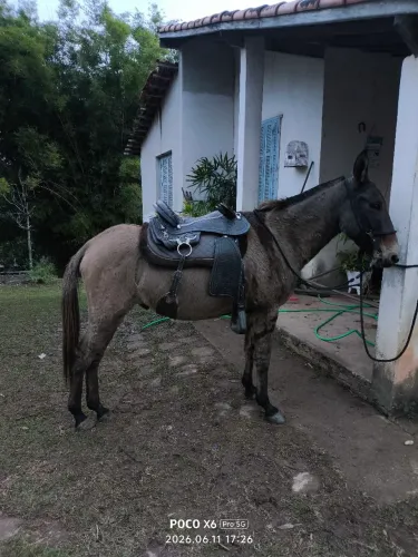 Burro manso, 10 anos, marcha picada