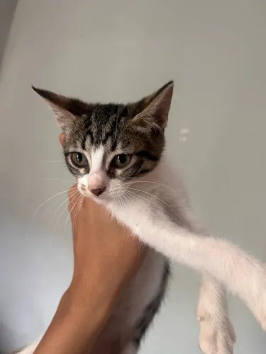 GATOS DISPONÍVEIS PARA ADOÇÃO RESPONSÁVEL 