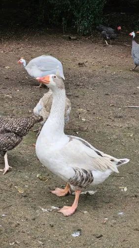 Casal de gansos 
