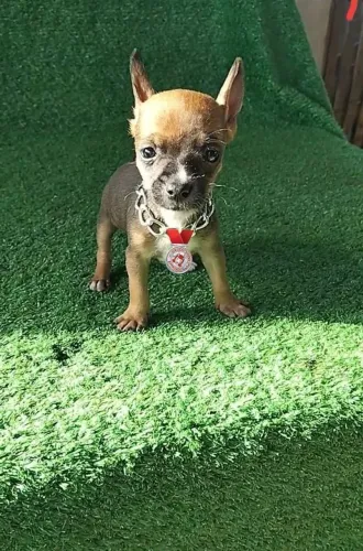 Pinscher caramelo pré adestrado