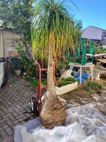 Pata de elefante