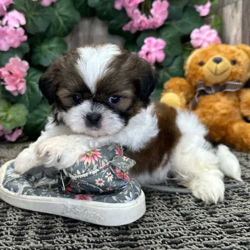 Shih tzu: Olhar apaixonante 
