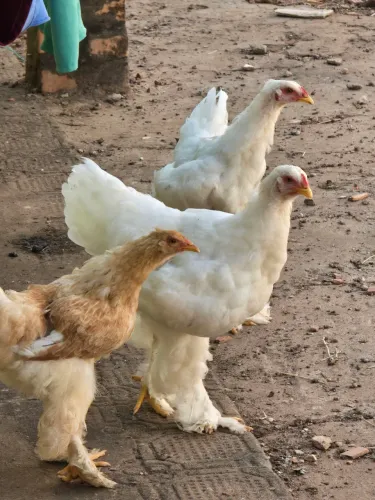 Galinha brahma