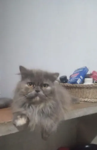 Gata persa disponível 