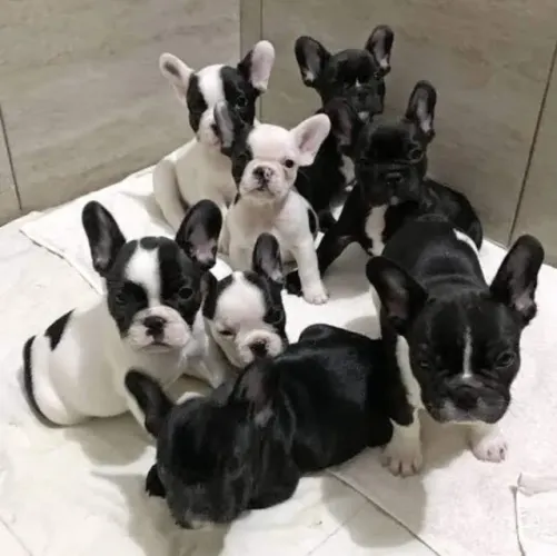 Bulldog frances lindo e saudavel