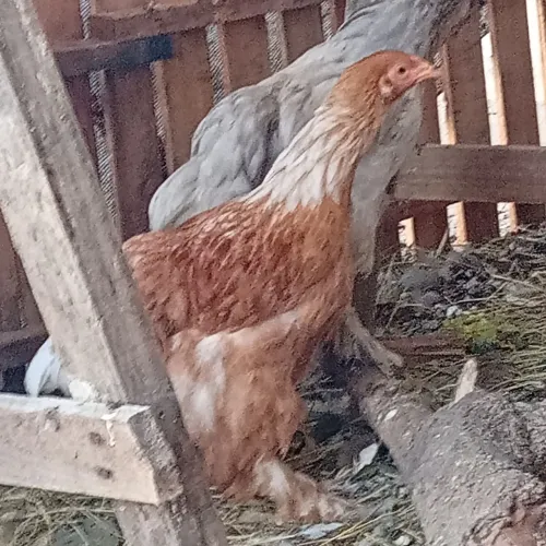 Frangos Brahma 5 meses 