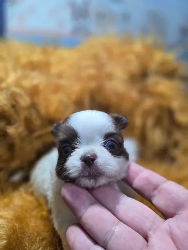 Apaixonante Machinho chocolate e Branco