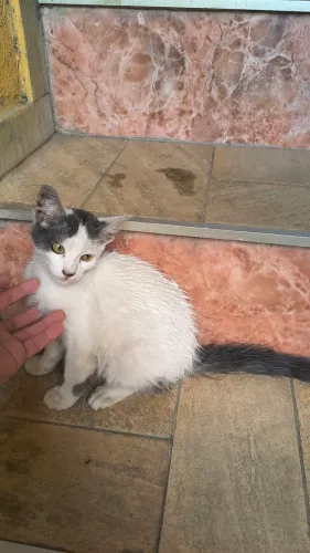 Gata fêmea dócil adoção