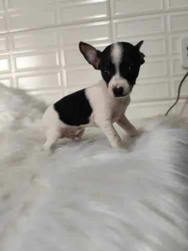 PINSCHER MACHO