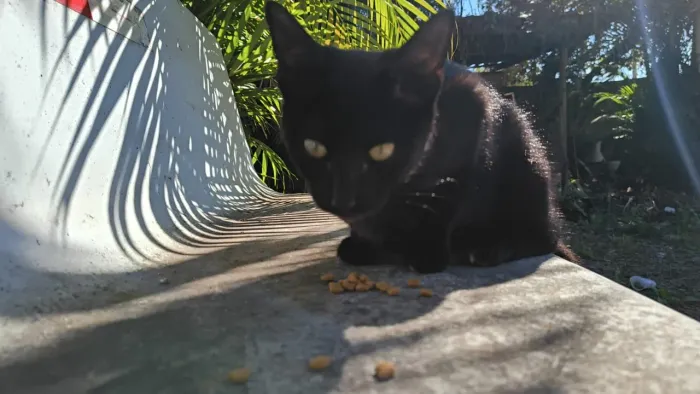 Gatinha fofinha dócil e carinhosa