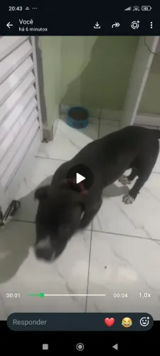 Cachorro Pit monster