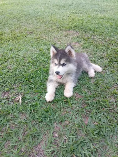 Husky Siberiano