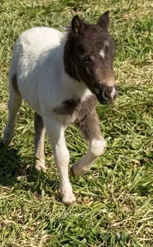 Mini horse 7 meses