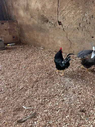 GALO DA RAÇA GLC PURO