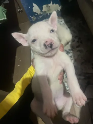 PITBULL