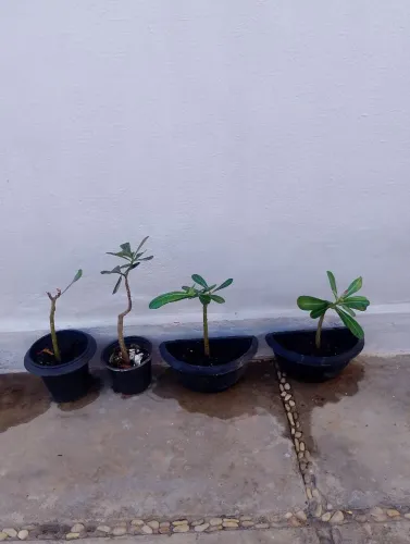 Vendo mudas de Rosas do Deserto