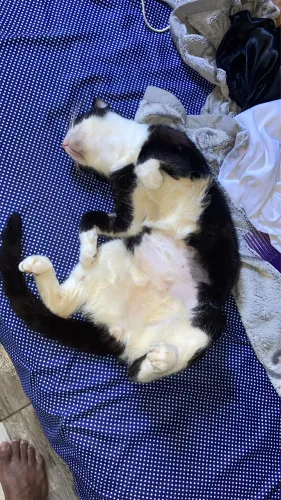 Gato Frajola 