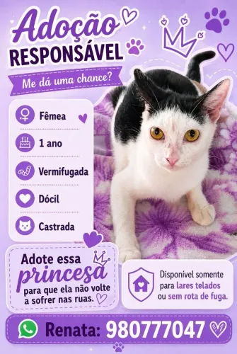 Gata para adoção 
