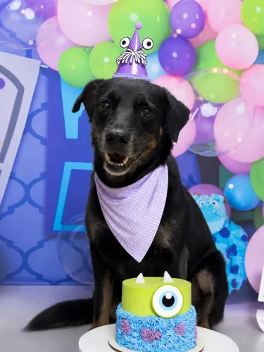 Cachorrinha porte médio/pequena pra adoção 