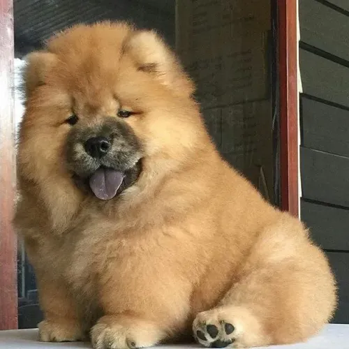 Chow chow lindos e encantadores 