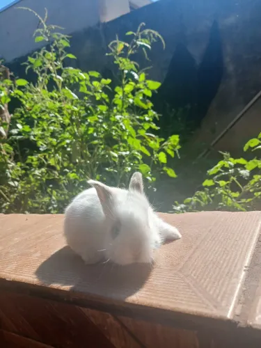 Coelhos lion
