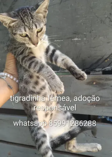 Gatinha tigrinha pra adoção responsável
