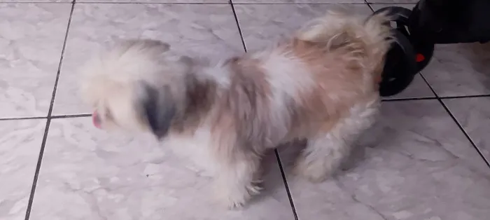 Doaçao  cachoro