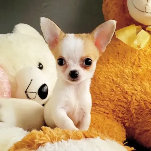 Chihuahua pelo curto - promoção 