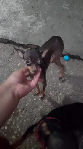 Vendo pinscher macho chocolate 