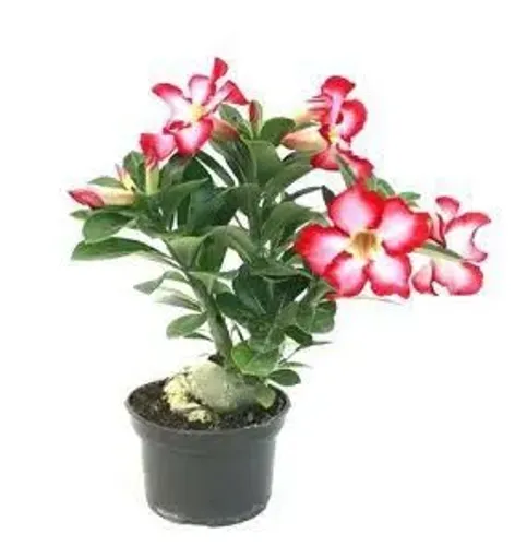 Florista / viveirista 