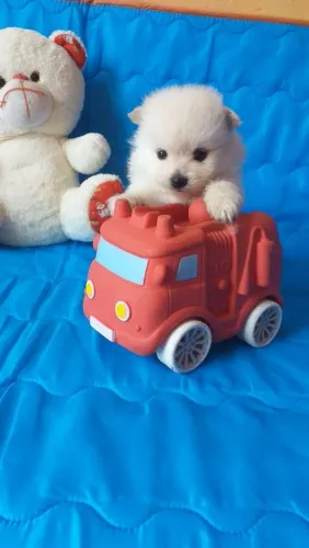 Filhote de Spitz alemão o floquinho que faz sucesso por onde passa