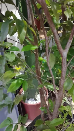 Jabuticabeira já produzindo
