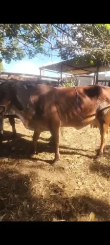 Vendo vaca leiteira e novilha