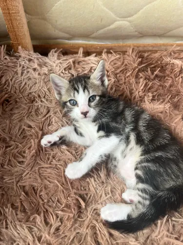 Filhotes de gato para adoção 